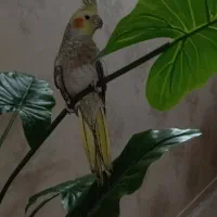 عروس هلندی