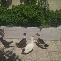 اردک و خروس تزئینی