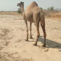 شتر داشتی بفروش میرسد
