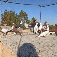 کفتر دوم سیاه
