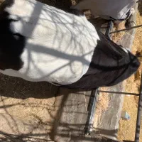 گاو جوان گوشتی