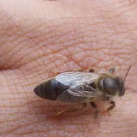 ملکه باکره کارنیکا المان