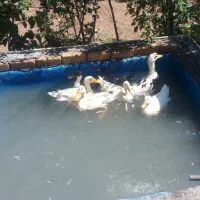 ۹تا اردک جوان