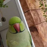 طوطی ملنگو  ۸۵۰۰
