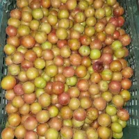 آلوچه تازه و درشت فقط کیلو ۱۰۰ت