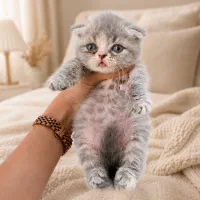 اسکاتیش