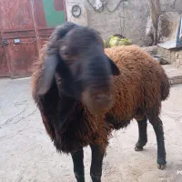 قوچ قربانی
