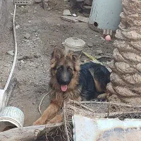 سگ ژرمن ماده