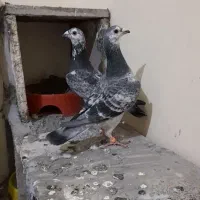 جفتگاه المانی