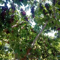 گیلاس درشت وشیرین فروش عمده وخرده