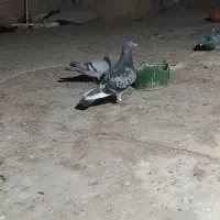 کبوتر پلاکی