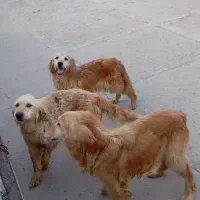 سگ گلدن