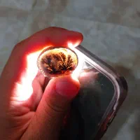 انگشتر شجر قاعن