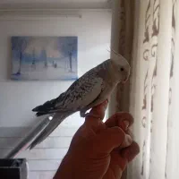 واگذاری عروس هلندی و قفس