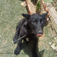 سگ  دورگه