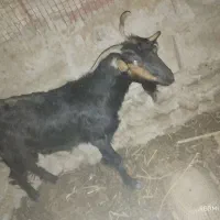 گوسفند سانس