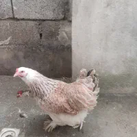 مرغ برهما نژاد سالمون
