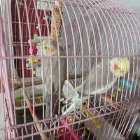 دوعدد عروس هلندی