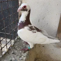 پلنگ سرخ کرمونی خیلی درشت