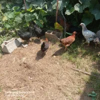 فروش نیمچه مرغ سالم نژاددورگه