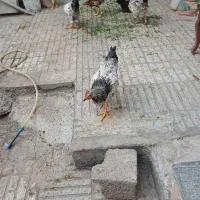 خروس جوان ۶ عدد دانه ۷۵۰