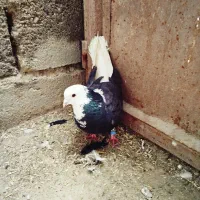 کبوترشازده زرد سیاه آبادان ترکیه