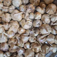 سیر ارگانیک