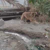 سگ سرابی 8ماهه