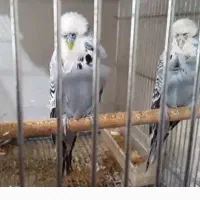 مرغ عشق انگلیسی گرید a