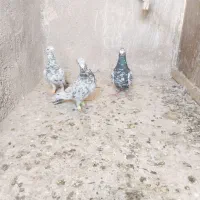 سه تا هفت رنگ پرنده