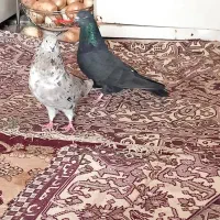 دو کفتر ناب