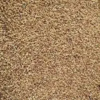 بذر یونجه شاهی همدانی.نو امسالی