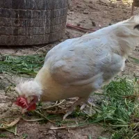 مرغ لهستانی و اردک