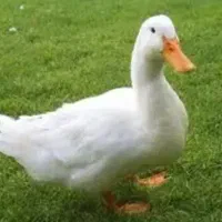 اردک