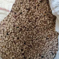 لوبیا چیتی