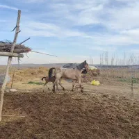 مادیان  ناب کردی