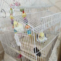 عروس هلندی