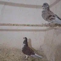 پرنده|پرنده|بهارستان, |دیوار