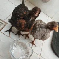 جوجه مرغ خانگی معاوضه با گل آپارتمانی