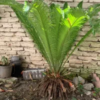 گل سیکاس