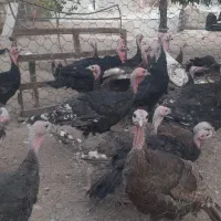 جوجه بوقلمون نیمچه