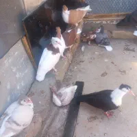 کفتر ساده همه جوجه به ضمانت