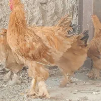 مرغ و خروس برهما
