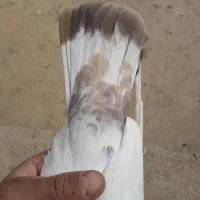 کبوتر|پرنده|گل تپه, |دیوار