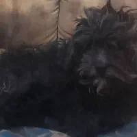 واگذاری سگ تریر