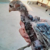 جوجه لاری