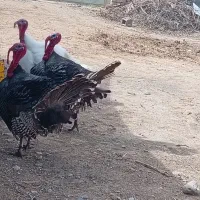 بوقلمون بالغ نر