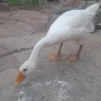 قو غاز