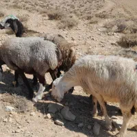 شیشک و میش