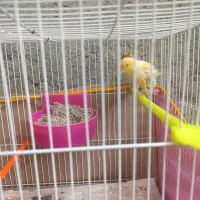 جفت خوشگل پا بلند